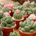 Cute Simulation Succulent Plant Candles